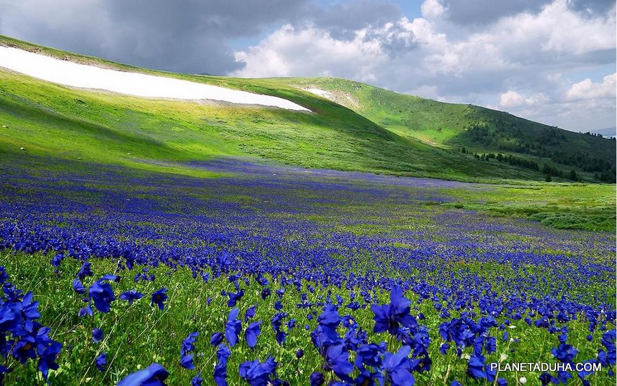 Весна на плато Укок - Горный Алтый