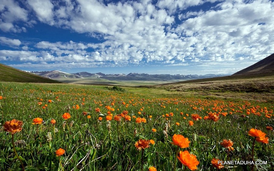 Весна на плато Укок - Горный Алтай