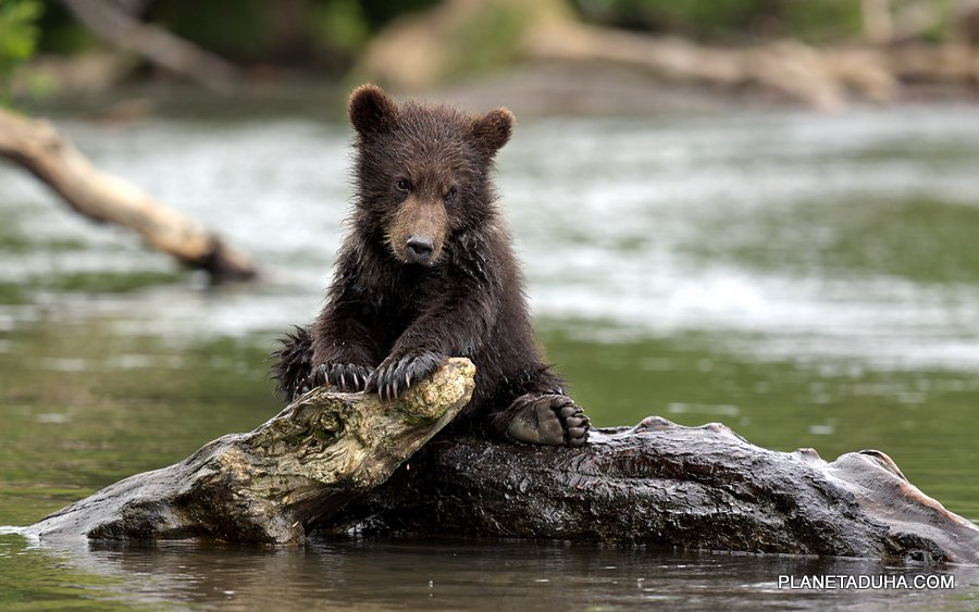 Медвежонок бурого медведя - Катунский Заповедник - Горный Алтай