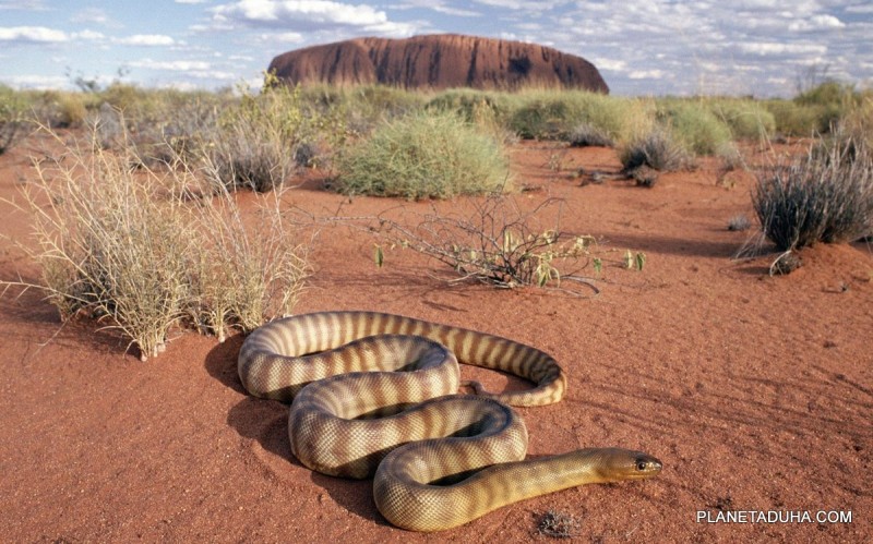 Змея в районе скалы Улуру