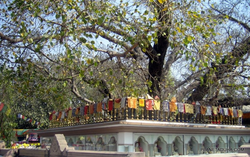 Дерево Бодхи в Сарнатхе